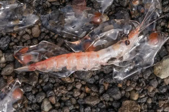 1693367529723805.png image.png