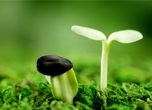 合肥附一做試管 合肥做試管醫院排名?全國試管嬰兒排名靠前的是哪個醫院? ‘3個月b超數據看男女’