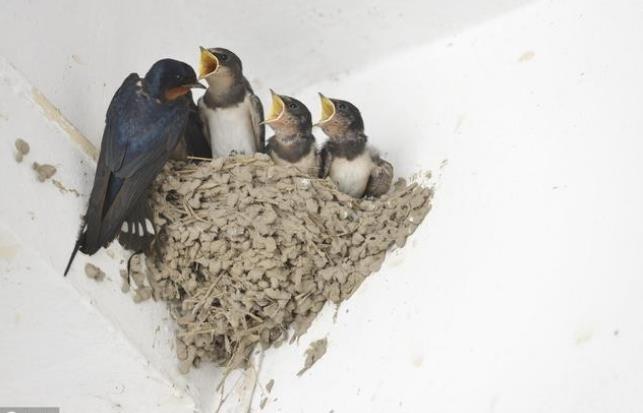 廣東試管成功率 2023廣東供卵三代醫(yī)院整理匯總 ‘看孕囊怎么能看出男孩女孩’