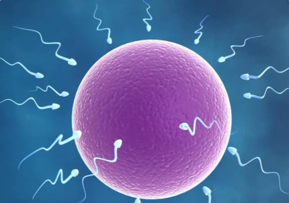 鄭州試管過(guò)程 鄭州做試管嬰兒可以報(bào)銷(xiāo)嗎? ‘b超單哪里能看出是男是女’