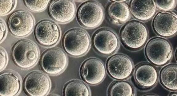 北京試管報(bào)銷嗎 2023北京大學(xué)第三醫(yī)院三代試管生男孩費(fèi)用一覽 ‘孕初期彩超什么形狀的男孩多’