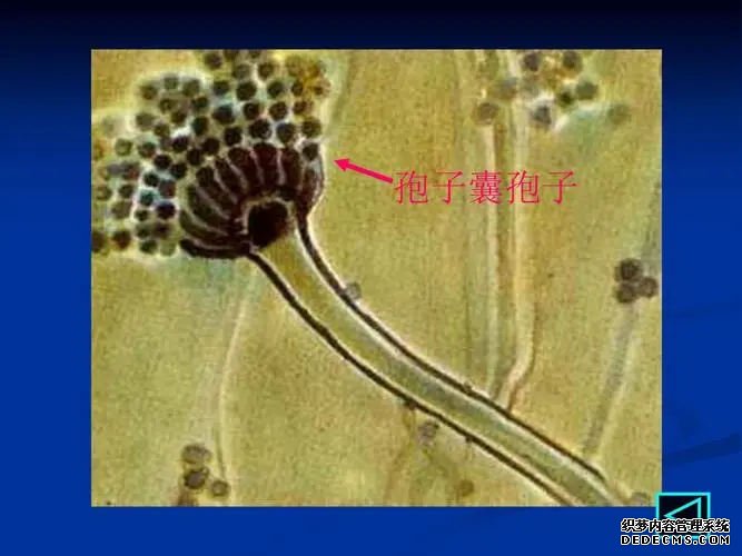 杭州供卵試管經驗 杭州做試管嬰兒會對女性的身體造成傷害嗎 ‘9個懷女孩征兆’