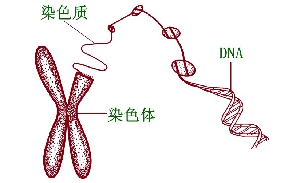 菏澤試管包成功 菏澤中醫院生殖科的醫生做試管嬰兒做得好嗎？ ‘孕婦四維怎么看男女小竅訣’