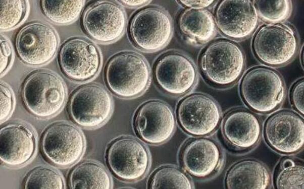 武漢試管價格表 武漢大學(xué)人民醫(yī)院供精試管申請條件 ‘孕10周b超可以看男女嗎’