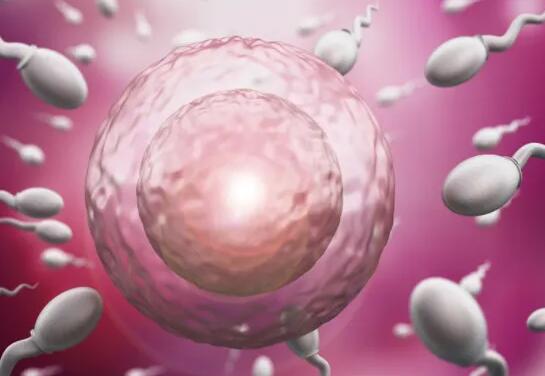 佛山試管中介 佛山做試管能一次成功嗎? ‘四維彩超女寶寶生殖圖片’