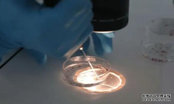 2022上海仁濟醫院試管嬰兒成功率怎么樣？附醫生成功率介紹