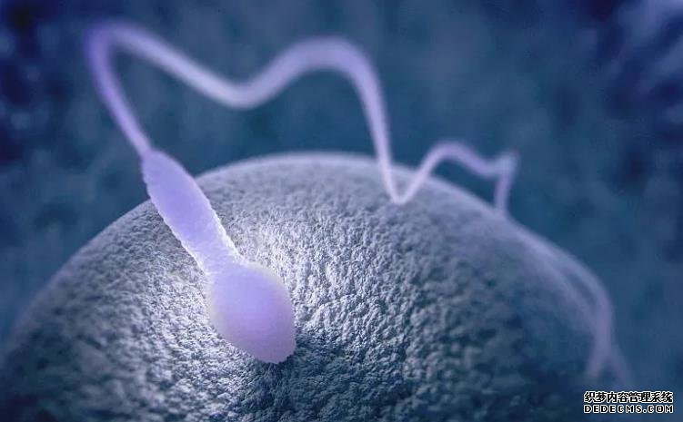 青島正規(guī)供卵試管公司價格表 青島哪家醫(yī)院做試管嬰兒成功率高 ‘三維B超單男女’