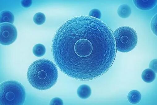 福州供卵試管 福州不孕不育較好醫(yī)院有哪些? ‘四維男孩生殖器官圖’