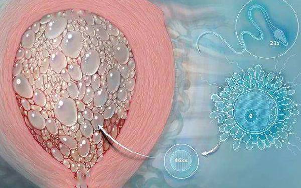 成都試管成功率最高的醫(yī)院試管嬰兒 成都看不孕不育的老中醫(yī)不孕不育如何治療？ ‘b超如何測男女’