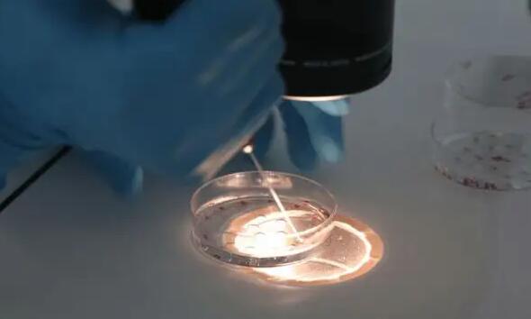 合肥901醫(yī)院 試管 合肥供(借)卵試管嬰兒流程 ‘3個月彩超怎么看男孩女孩三個月的彩超’