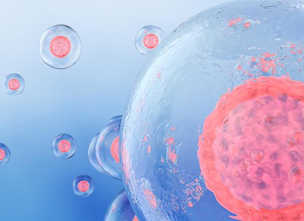 天津供卵試管 在天津做一次人授要多少錢? ‘男寶和女寶肚型’