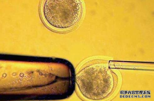 一文了解丨免疫性不孕癥治療方法有哪些-試管嬰兒要怎樣才會成功率高一點