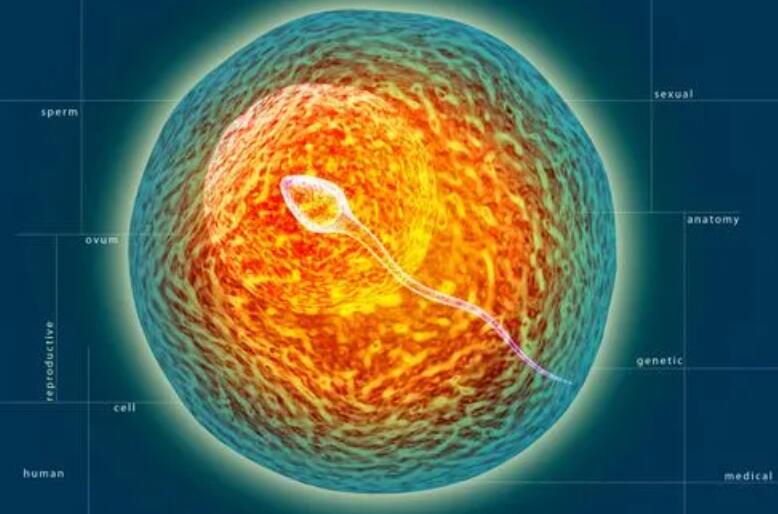 黃石試管醫院 2023黃石民營醫院供卵試管費用公開 ‘孕囊第一個數據和第三個一