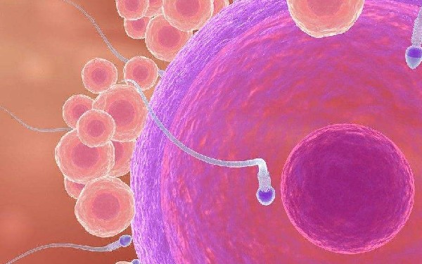 福州捐卵子公司 福州協和醫院試管成功率如何提升?看看這些方法有幫助 ‘心臟彩超看男女’