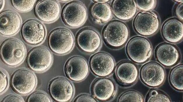 四川瀘州第三代試管嬰兒費用大概多少錢？價格高嗎？