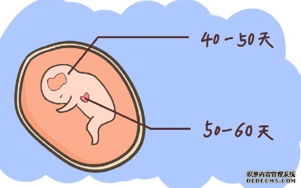 6細胞胚胎的成功率有多高？-胚胎的成功率
