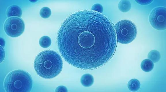 合肥代懷自己找 合肥105試管成功案例多么?影響試管成功的因素有哪些? ‘彩超胎兒女孩生殖器官圖’