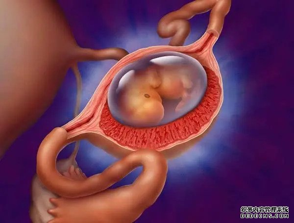 試管嬰兒移植前的注意事項——注意這五點,提高成功率