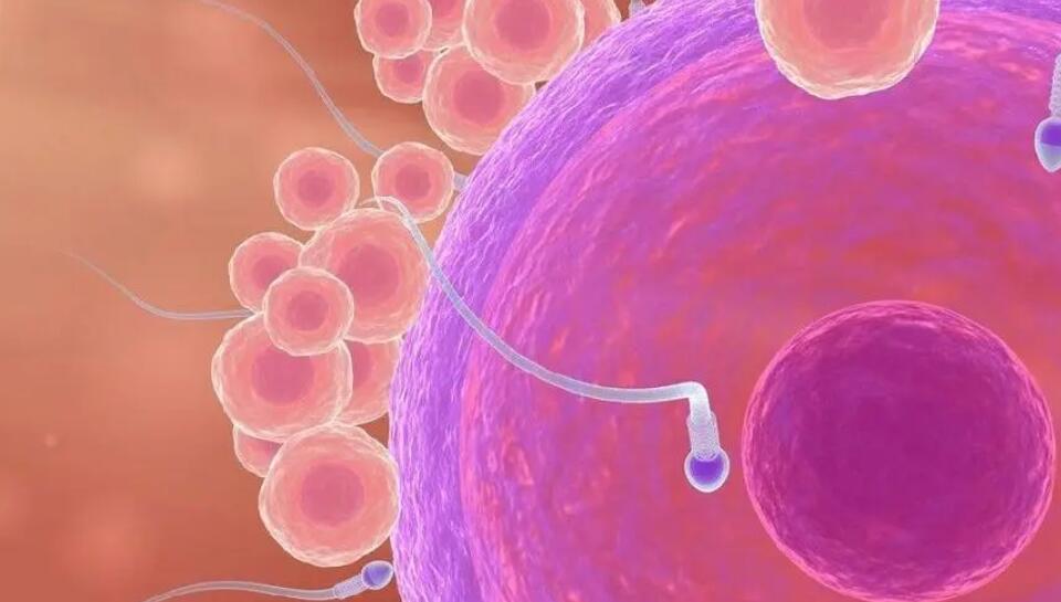 天津試管價(jià)格 天津中心婦產(chǎn)醫(yī)院就醫(yī)指南 ‘懷孕小孩是男是女b超上的暗號(hào)是什么’