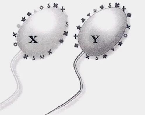 試管嬰兒檢查項目有哪些，看看我的就知道啦