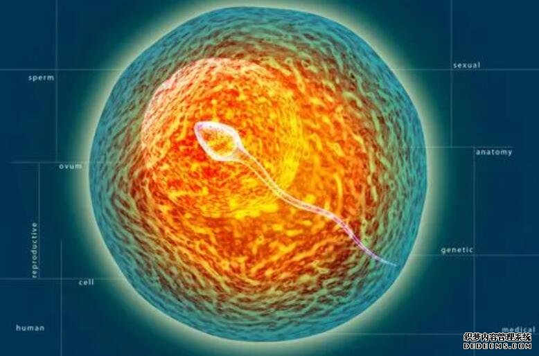 重慶去中介找助孕靠譜嗎 重慶婦幼供卵試管流程 ‘三個月做b超能看出男女準(zhǔn)確嗎’