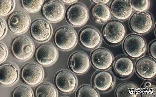 東莞買卵 東莞私立醫院做試管嬰兒的成功率 ‘四維怎么看前壁后壁男孩女孩’