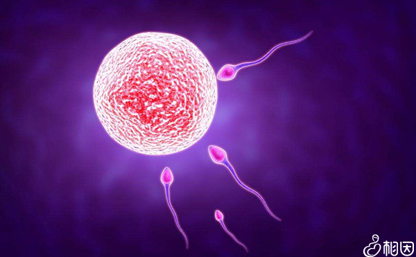 卵泡少做試管嬰兒成功率高嗎