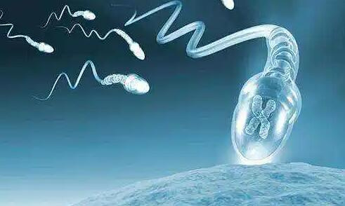 更新一代試管嬰兒對精子的要求！附精子質量對試管受精率的影響