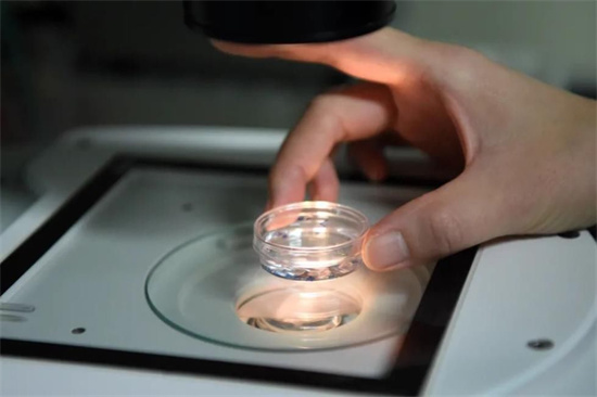 試管取卵后來曲唑片的正確吃法！吃來曲唑片多久才能胚胎移植