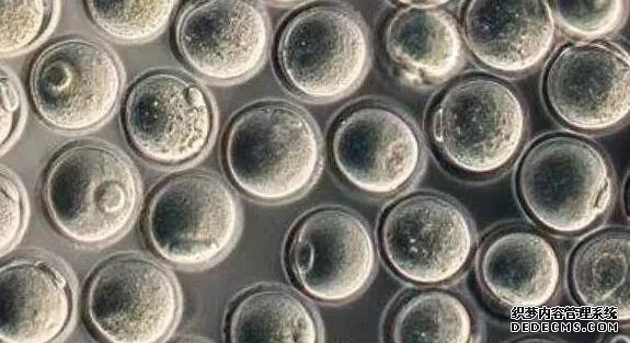 溫州私人供卵 2022年溫州試管嬰兒費用大約多少? ‘4.1*1.6*3.6孕囊看男女’