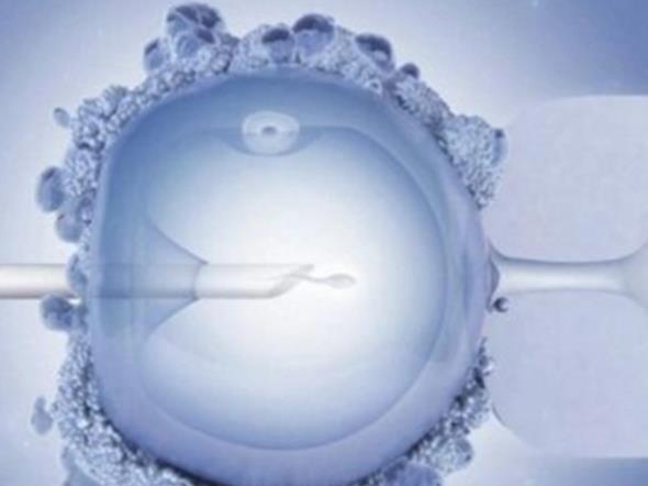 瑞金供卵試管 上海瑞金醫(yī)院供精試管嬰兒的條件 ‘9個懷女孩征兆’