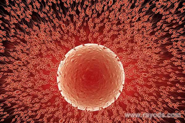 卵子質量會影響移植成功率