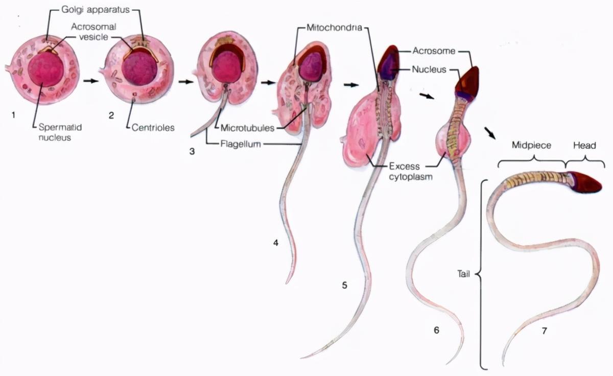 寶寶咀嚼食物的重要性與危害: 嚼碎食物喂食還是嚼碎食物喂食?