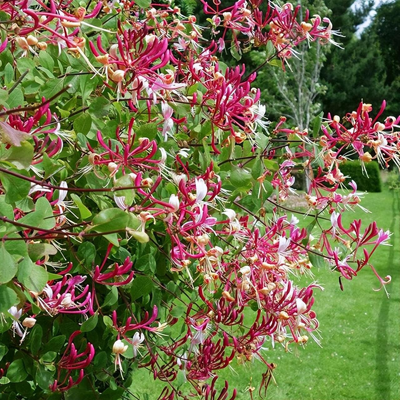 嬰兒幾個(gè)月內(nèi)剃掉胎毛最好,嬰兒100天時(shí)剃掉胎毛寓意