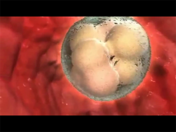 試管嬰兒胚胎性別是隨機的嗎？移植一男一女胚胎是怎么回事