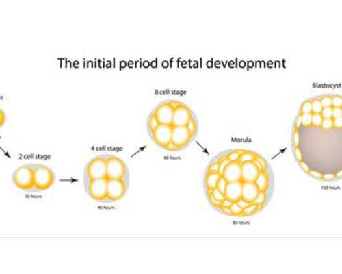 衡水做試管嬰兒，怎么選醫院才靠譜