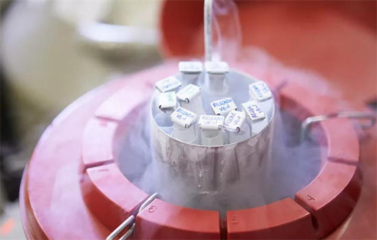 解析不同胚胎等級的成功率！胚胎等級越高成功率一定會高嗎