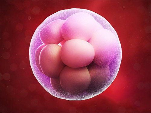 卵泡數(shù)量決定著試管嬰兒成功率嗎？10個(gè)卵泡做三代試管篩選性別能否成功