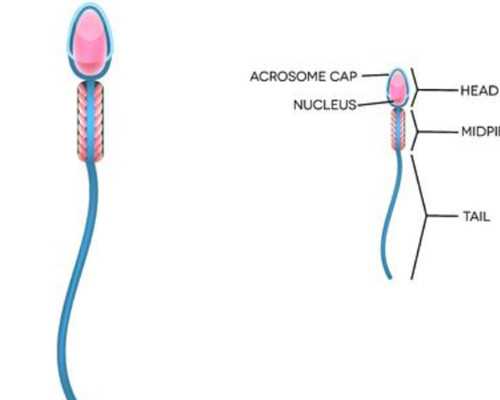福建有哪些試管嬰兒專家 福建有哪些試管嬰兒專家