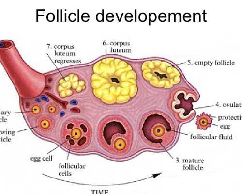 懷孕初期怎么順利度過?這些小事別忽略