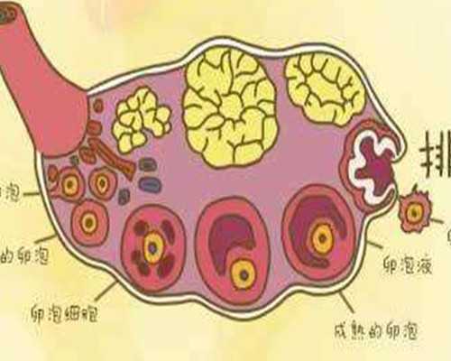 二級胚胎和試管成功率，你需要知道這些